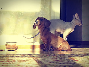 red Dachshund puppy and white Sphinx cat HD wallpaper